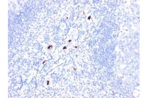Image no. 1 for anti-Granulocyte Marker antibody (ABIN6163560) (Granulocyte Marker Antikörper)