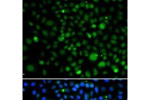 Immunofluorescence analysis of A549 cells using KLF15 Polyclonal Antibody (KLF15 Antikörper)