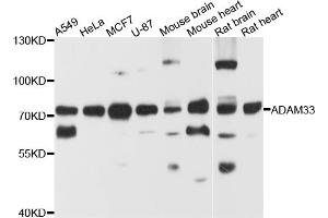 Western blot analysis of extracts of various cell lines, using ADAM33 antibody (ABIN5974541) at 1/1000 dilution. (ADAM33 Antikörper)
