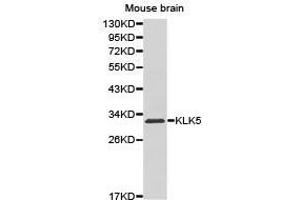 Western Blotting (WB) image for anti-Kallikrein 5 (KLK5) antibody (ABIN1873447) (Kallikrein 5 Antikörper)