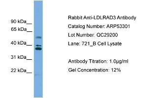 Western Blotting (WB) image for anti-Low Density Lipoprotein Receptor Class A Domain Containing 3 (LDLRAD3) (Middle Region) antibody (ABIN2785332)