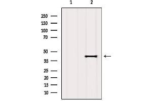 Western blot analysis of extracts from MCF7, using OR2T4 Antibody. (OR2T4 Antikörper)