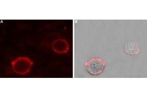 Expression of Two pore calcium channel protein 2 in rat PC12 cells - Cell surface detection of Two pore calcium channel protein 2 in intact living rat pheochromocytoma (PC12) cells. (TPCN2 Antikörper  (AA 187-199))