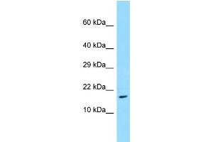 WB Suggested Anti-TRAPPC3 Antibody Titration: 1.