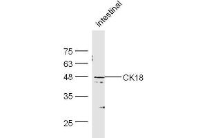 Moust intestine lysates probed with Rabbit Anti-CK18 Polyclonal Antibody, Unconjugated  at 1:500 for 90 min at 37˚C. (Cytokeratin 18 Antikörper  (AA 301-423))