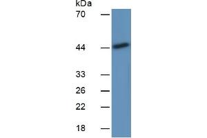 Rabbit Capture antibody from the kit in WB with Positive Control:  Rat Placenta lysate. (IDO ELISA Kit)