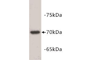 Western Blotting (WB) image for anti-alpha-Fetoprotein (AFP) (C-Term) antibody (ABIN1854824) (alpha Fetoprotein Antikörper  (C-Term))