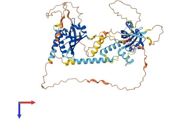 ARNTL2 Protein (AA 1-579) (His tag)