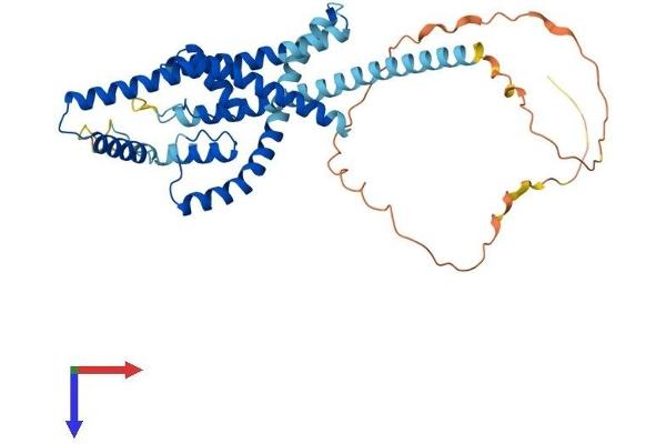 KCNK4 Protein (AA 1-398) (His tag)