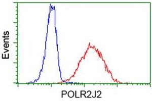 Image no. 1 for anti-Polymerase (RNA) II (DNA Directed) Polypeptide J2 (POLR2J2) antibody (ABIN1500337) (POLR2J2 Antikörper)