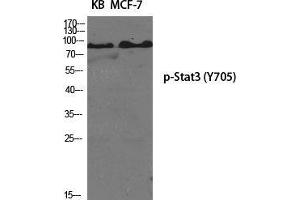 Western Blot (WB) analysis of specific cells using Phospho-Stat3 (Y705) Polyclonal Antibody. (STAT3 Antikörper  (pTyr705))