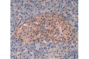 IHC-P analysis of pancreas tissue, with DAB staining. (Kallikrein 8 Antikörper  (AA 29-260))