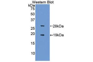Western Blotting (WB) image for anti-Sirtuin 1 (SIRT1) (AA 244-498) antibody (ABIN1860561) (SIRT1 Antikörper  (AA 244-498))