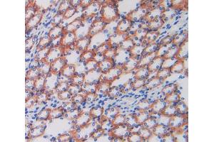 IHC-P analysis of kidney tissue, with DAB staining. (ATP1B1 Antikörper  (AA 53-304))