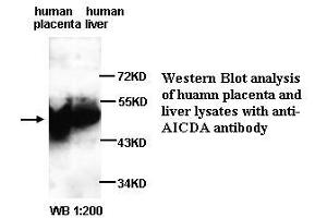 Image no. 1 for anti-Activation-Induced Cytidine Deaminase (AICDA) (N-Term) antibody (ABIN790993) (AICDA Antikörper  (N-Term))