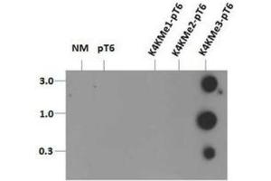 Dot Blot (DB) image for anti-Histone 3 (H3) (H3K4me3), (pThr6) antibody (ABIN5706775)