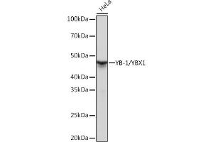 Western blot analysis of extracts of HeLa cells, using YB-1/YBX1 Rabbit mAb (ABIN7271410) at 1:1000 dilution. (YBX1 Antikörper)