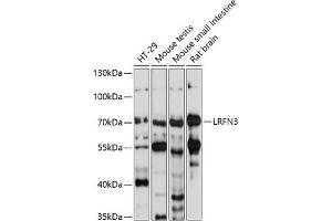 Western blot analysis of extracts of various cell lines, using LRFN3 antibody (ABIN7268215) at 1:1000 dilution. (LRFN3 Antikörper  (AA 380-530))