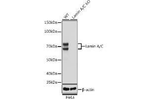 Western blot analysis of extracts from wild type (WT) and Lamin A/C knockout (KO) HeLa cells, using Lamin A/C antibody (ABIN7268177) at 1:50000 dilution. (Lamin A/C Antikörper)