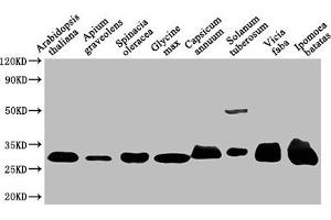 Western Blot Positive WB detected in: Arabidopsis thaliana leaf tissue, Apium graveolens leaf tissue, Spinacia oleracea leaf tissue, Glycine max leaf tissue, Capsicum annuum leaf tissue, Solanum tuberosum leaf tissue, Vicia faba leaf tissue, Ipomoea batatas leaf tissue All lanes: VDAC1 antibody at 1:1000 Secondary Goat polyclonal to rabbit IgG at 1/50000 dilution Predicted band size: 30 kDa Observed band size: 30 kDa