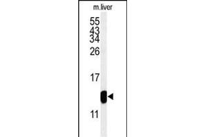 Western blot analysis of TMIE Antibody (Center) (ABIN653717 and ABIN2843028) in mouse liver tissue lysates (35 μg/lane). (TMIE Antikörper  (AA 71-100))