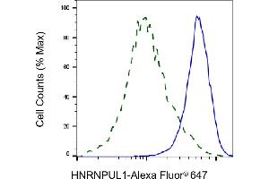 Flow cytometric analysis of HNRNPUL1 expression in HAP-1 cells using HNRNPUL1 antibody (ABIN7798903), 1:2,000). (Rekombinanter HNRNPUL1 Antikörper)