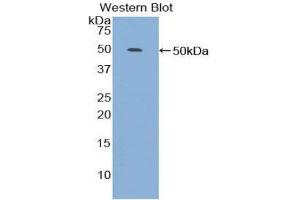 Western Blotting (WB) image for anti-Lipoprotein-Associated phospholipase A2 (Lp-PLA2) (AA 22-444) antibody (ABIN1859693) (PLA2G7 Antikörper  (AA 22-444))