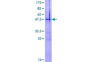 Neurotrophin 4 Protein (NTF4) (AA 1-210) (GST tag)