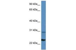 Image no. 1 for anti-Ribosomal Protein L17 (RPL17) (N-Term) antibody (ABIN6746438) (RPL17 Antikörper  (N-Term))