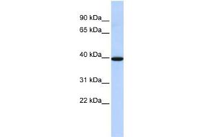 WB Suggested Anti-NMBR Antibody Titration: 0. (NMBR Antikörper  (N-Term))