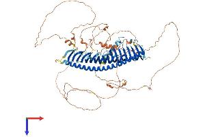 Junctophilin 3 Protein (JPH3) (AA 1-748) (His tag)