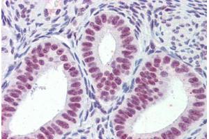 Human Uterus (formalin-fixed, paraffin-embedded) stained with MORF4L1 antibody ABIN462283 followed by biotinylated anti-goat IgG secondary antibody ABIN481715, alkaline phosphatase-streptavidin and chromogen. (MORF4L1 Antikörper  (AA 2-14))