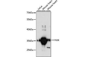 Western blot analysis of extracts of various cell lines, using FN3K antibody (ABIN6127909, ABIN6140728, ABIN6140729 and ABIN6217827) at 1:3000 dilution. (FN3K Antikörper  (AA 1-200))