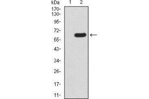 Western blot analysis using HOXA9 mAb against HEK293 (1) and HOXA9 (AA: 1-272)-hIgGFc transfected HEK293 (2) cell lysate. (HOXA9 Antikörper  (AA 1-272))