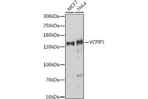Western blot analysis of extracts of various cell lines, using VCPIP1 antibody (ABIN7271285) at 1:1000 dilution. (Vcpip1 Antikörper  (AA 923-1222))