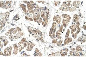 Immunohistochemical staining (Formalin-fixed paraffin-embedded sections) of human muscle with SSR2 polyclonal antibody  at 4-8 ug/mL working concentration. (SSR2 Antikörper  (N-Term))
