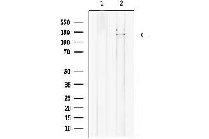 anti-Nuclear Autoantigenic Sperm Protein (Histone-Binding) (NASP) (C-Term) antibody