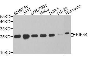 Western blot analysis of extracts of various cell lines, using EIF3K antibody. (EIF3K Antikörper)