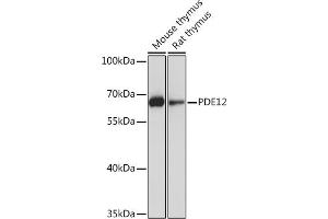 Western blot analysis of extracts of various cell lines, using PDE12 Rabbit pAb (ABIN7269299) at 1:1000 dilution. (PDE12 Antikörper  (AA 17-300))