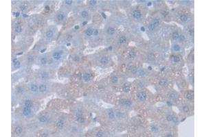 Detection of GAMT in Mouse Liver Tissue using Polyclonal Antibody to Guanidinoacetate-N-Methyltransferase (GAMT) (GAMT Antikörper  (AA 2-236))