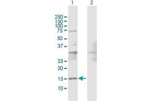 Western Blot analysis of SRP19 expression in transfected 293T cell line by SRP19 MaxPab polyclonal antibody. (SRP19 Antikörper  (AA 1-144))