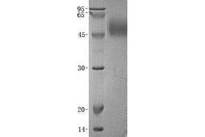 Western Blotting (WB) image for Poliovirus Receptor-Related 1 (Herpesvirus Entry Mediator C) (PVRL1) (Transcript Variant 1) protein (ABIN2713371)