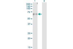 Western Blot analysis of CAMK2A expression in transfected 293T cell line by CAMK2A MaxPab polyclonal antibody. (CAMK2A Antikörper  (AA 1-478))