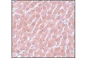 Immunohistochemistry of POU5F1 in rat liver tissue with this product at 5 µg/ml. (OCT4 Antikörper  (C-Term))