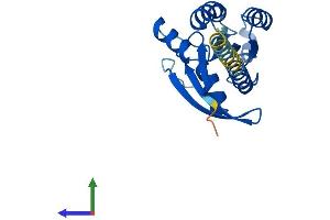 AlphaFold protein structure predicition of Mouse Recombinant Rerg Protein, UniprotID Q8R367