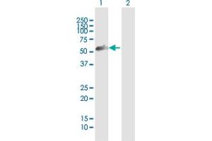 Western Blot analysis of ZNF232 expression in transfected 293T cell line by ZNF232 MaxPab polyclonal antibody. (ZNF232 Antikörper  (AA 1-444))
