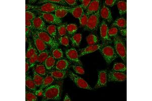 Confocal Immunofluorescence of HeLa cells using Podocalyxin Mouse Monoclonal Antibody (3D3) labeled with CF488 (Green); Reddot is used to label the nuclei. (PODXL Antikörper  (Extracellular Domain))