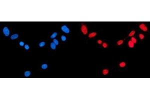IF analysis of CBX1/HP1 beta using anti-CBX1/HP1 beta antibody (ABIN7602012). (CBX1 Antikörper  (AA 55-185))