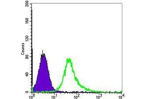 Flow cytometric analysis of Hela cells using ACTA2 mouse mAb (green) and negative control (purple). (Smooth Muscle Actin Antikörper)