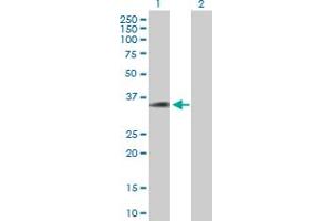 Western Blot analysis of C20orf195 expression in transfected 293T cell line by C20orf195 MaxPab polyclonal antibody. (C20orf195 Antikörper  (AA 1-318))